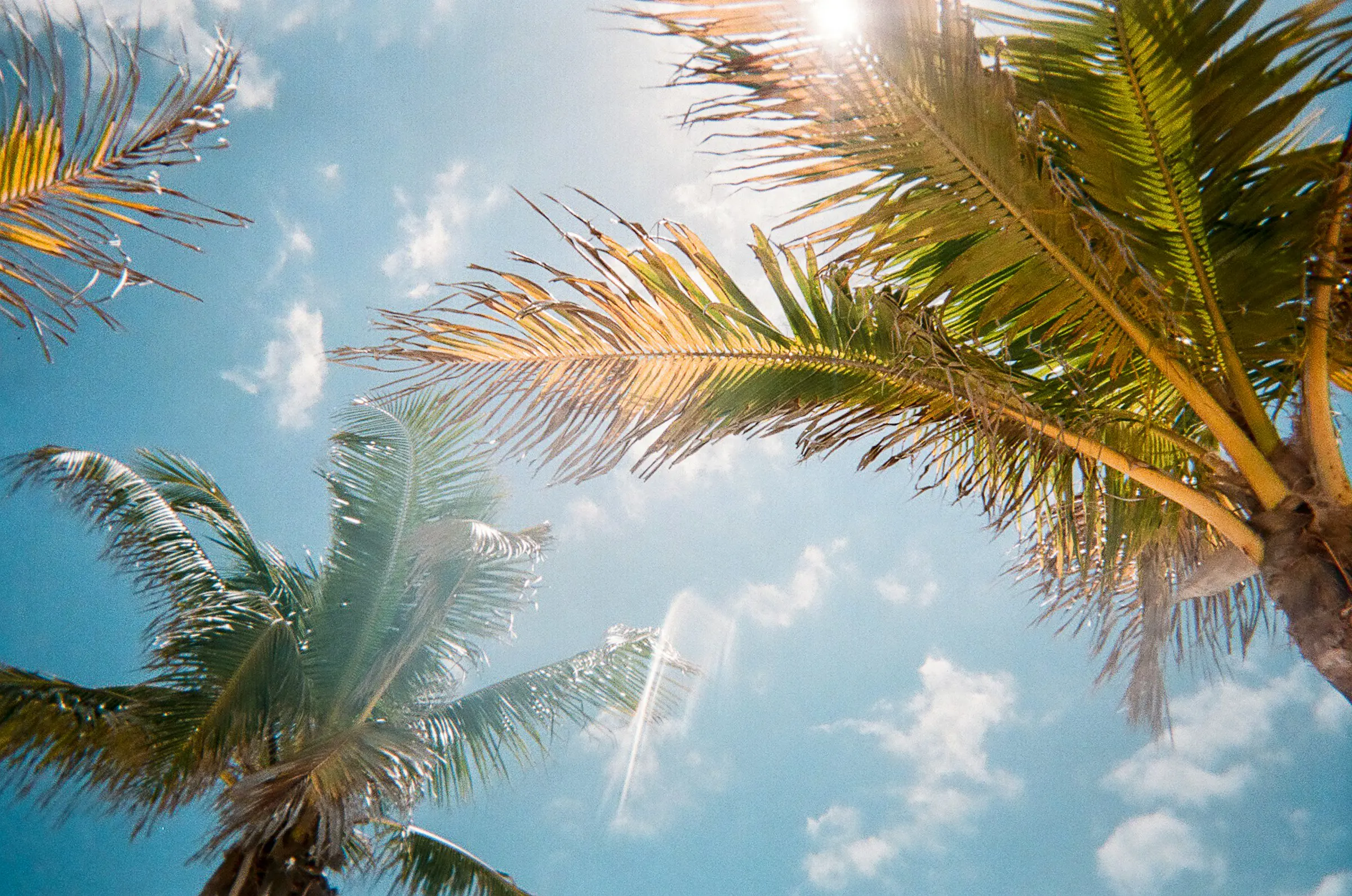 Palm tree tops with blue sky and white clouds