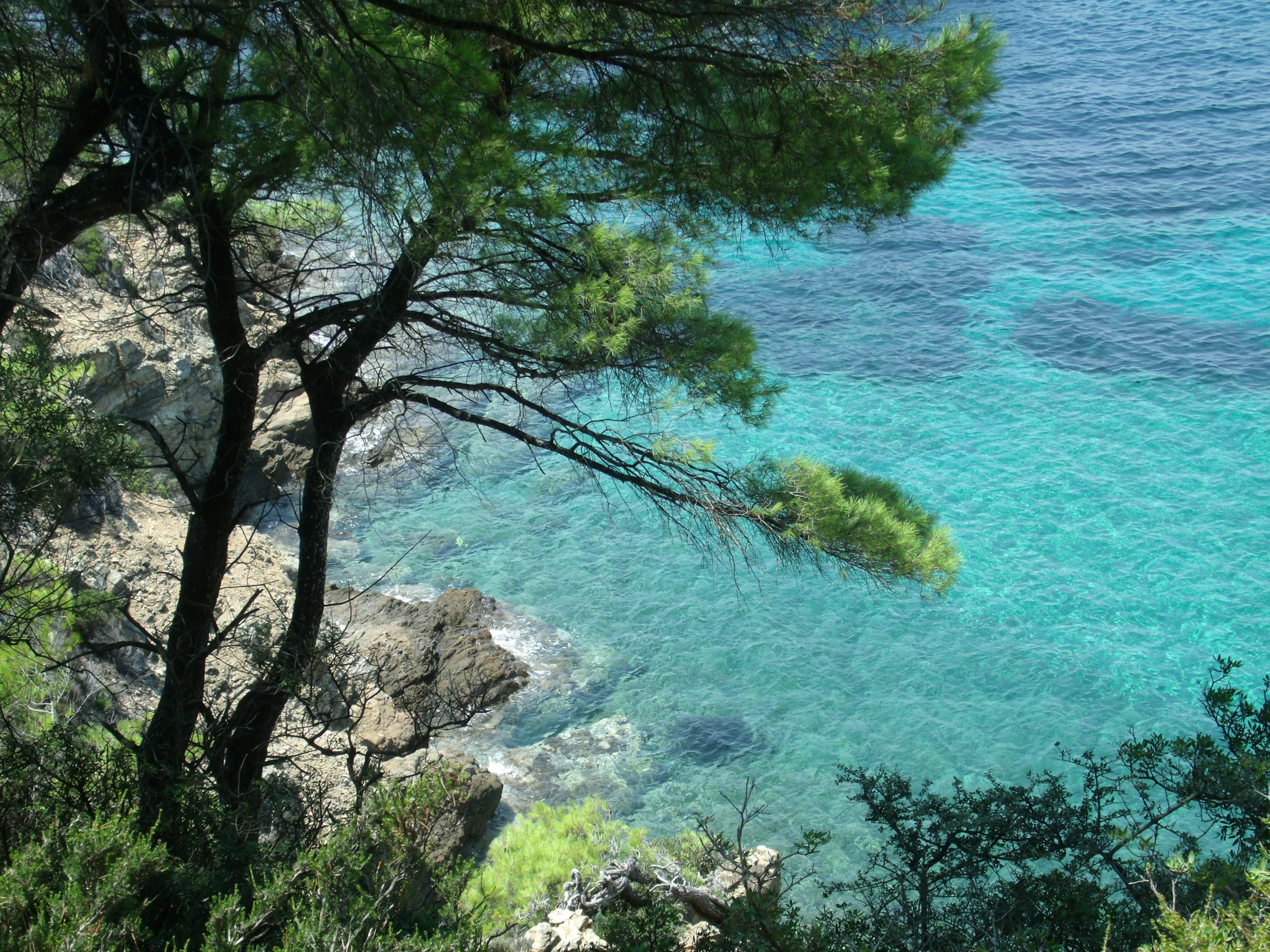 Turquoise sea view through lush green trees on a rocky coastline in Skiathos.