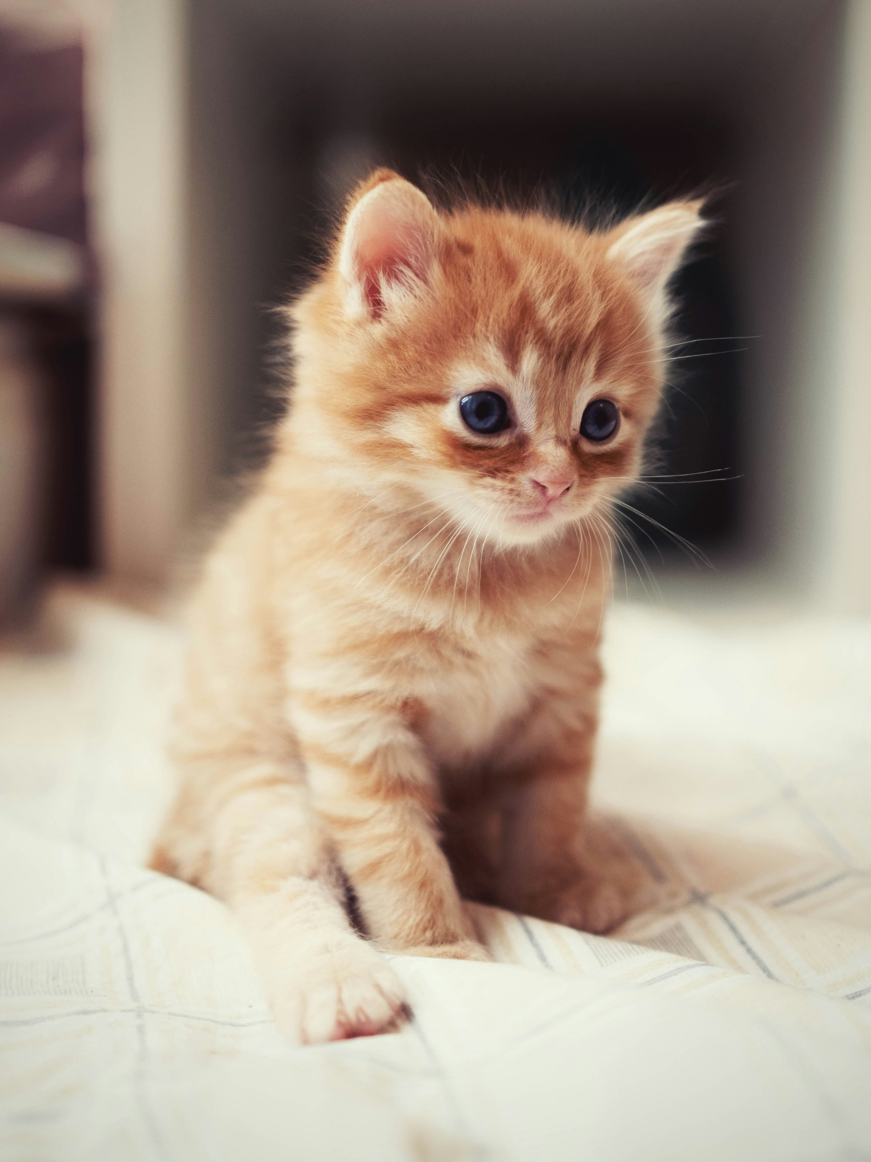 Orange tabby kitten sitting on a soft blanket indoors, with big blue eyes and fluffy fur.