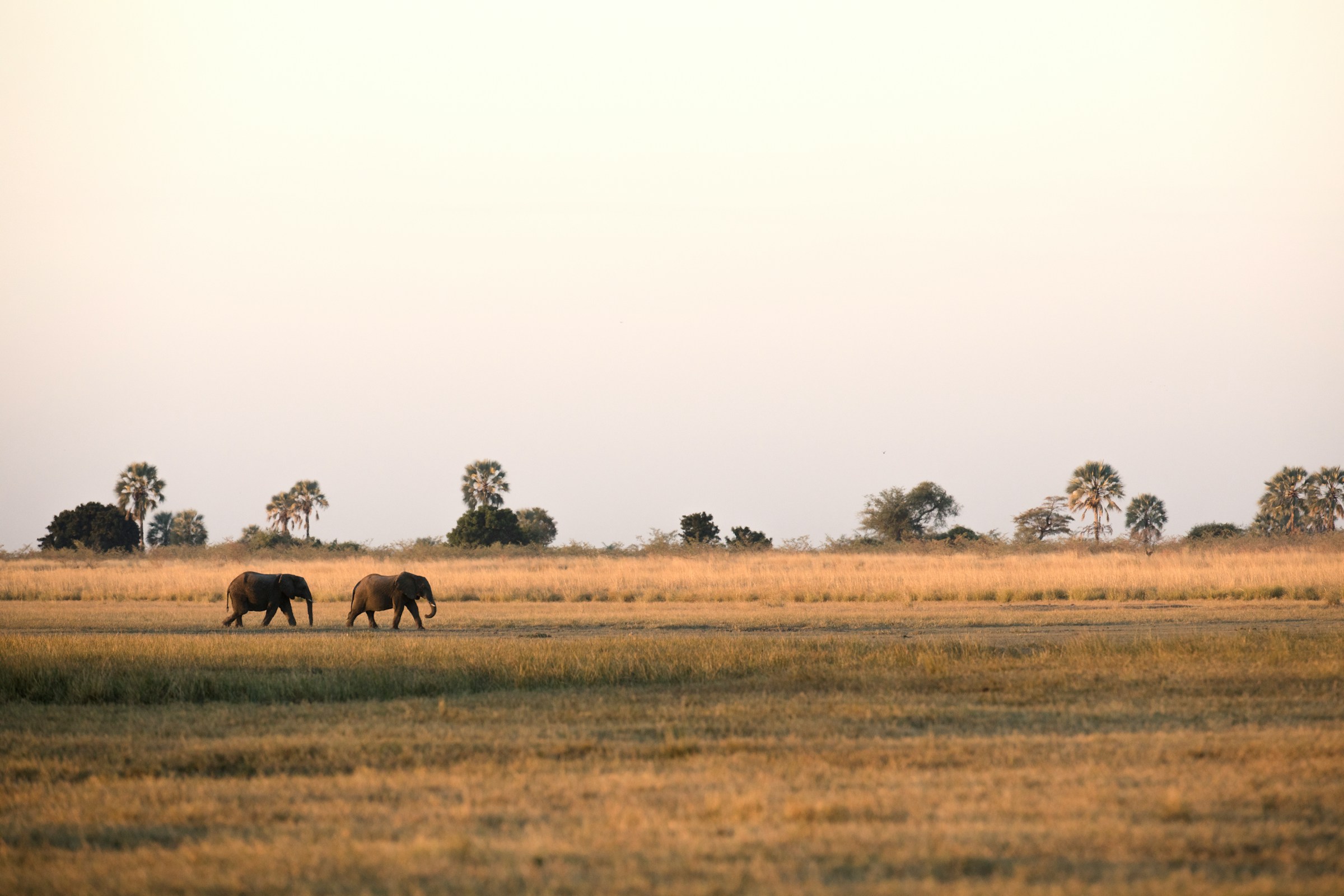 Two elephants walking across a savanna landscape at sunset, with sparse trees and a clear sky in the background.