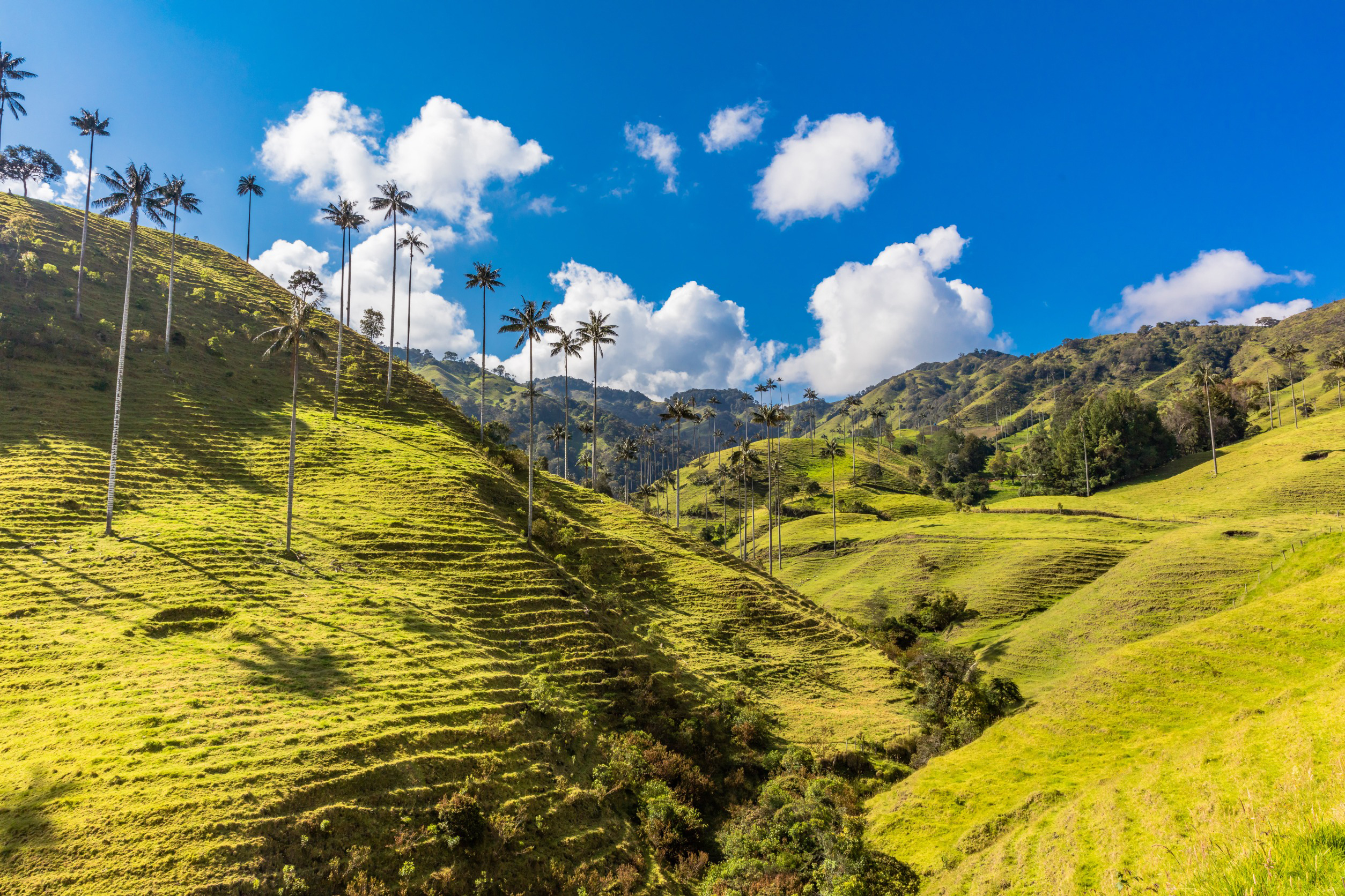 Landskab i Cocora-dalen i Colombia med høje vokspalmer og frodig, grøn vegetation under en klar blå himmel