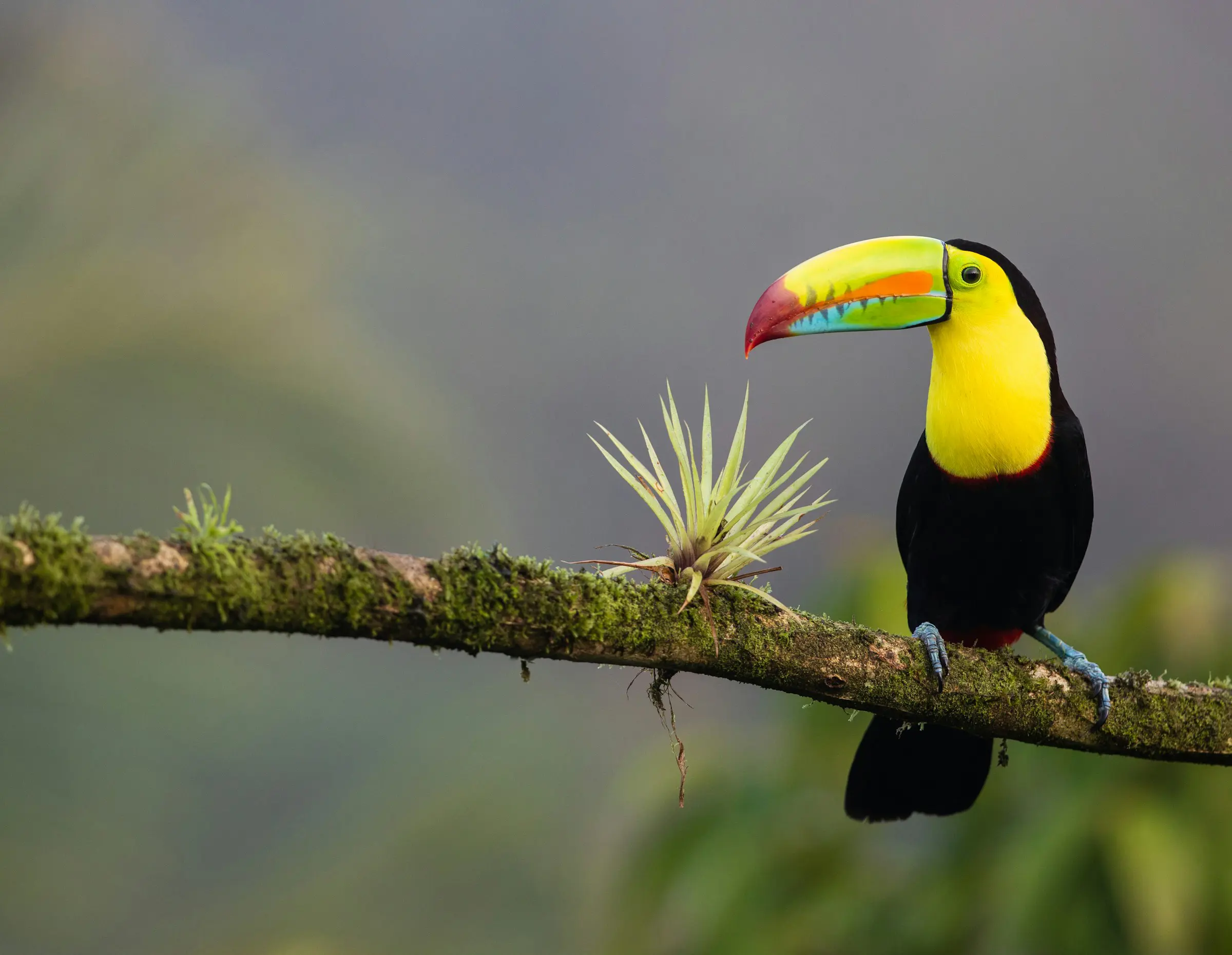 Toucan perched on a moss-covered branch with vibrant keelah, displaying its colorful beak, surrounded by lush greenery.