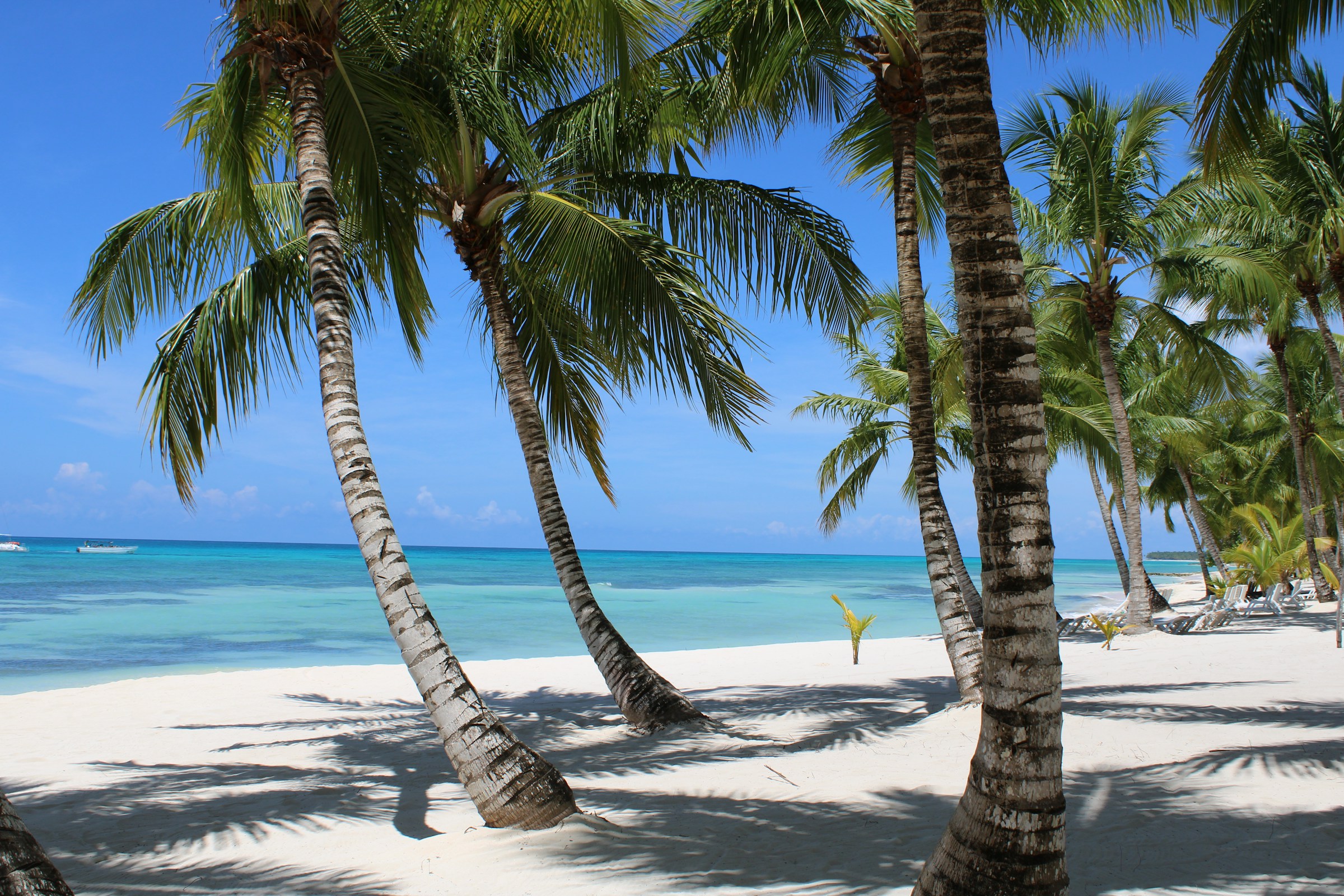 Tropical beach with palm trees and turquoise ocean under a clear blue sky.