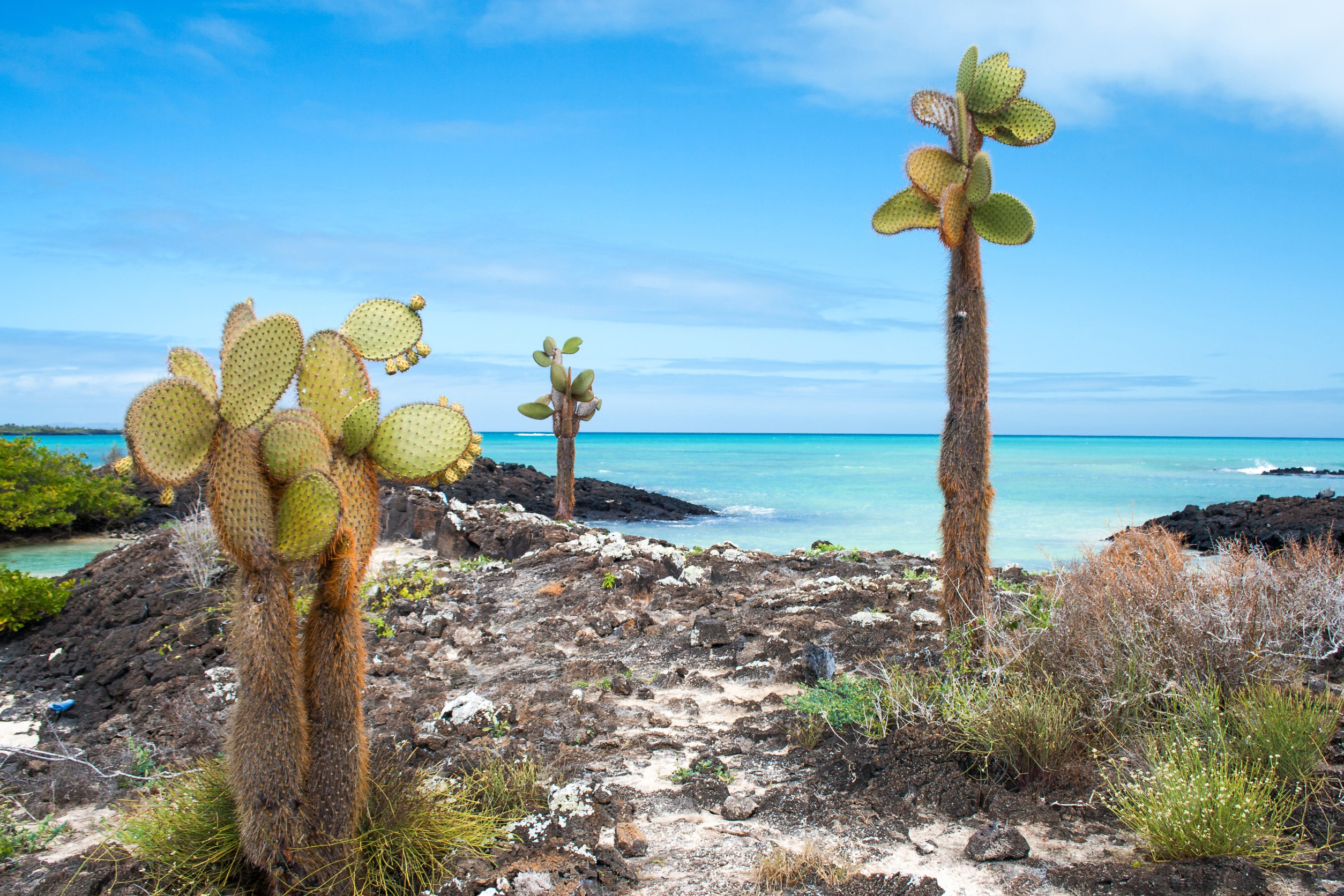 Kaktusser på en vulkansk klippe ved det turkisblå hav på Galapagosøerne under en klar blå himmel