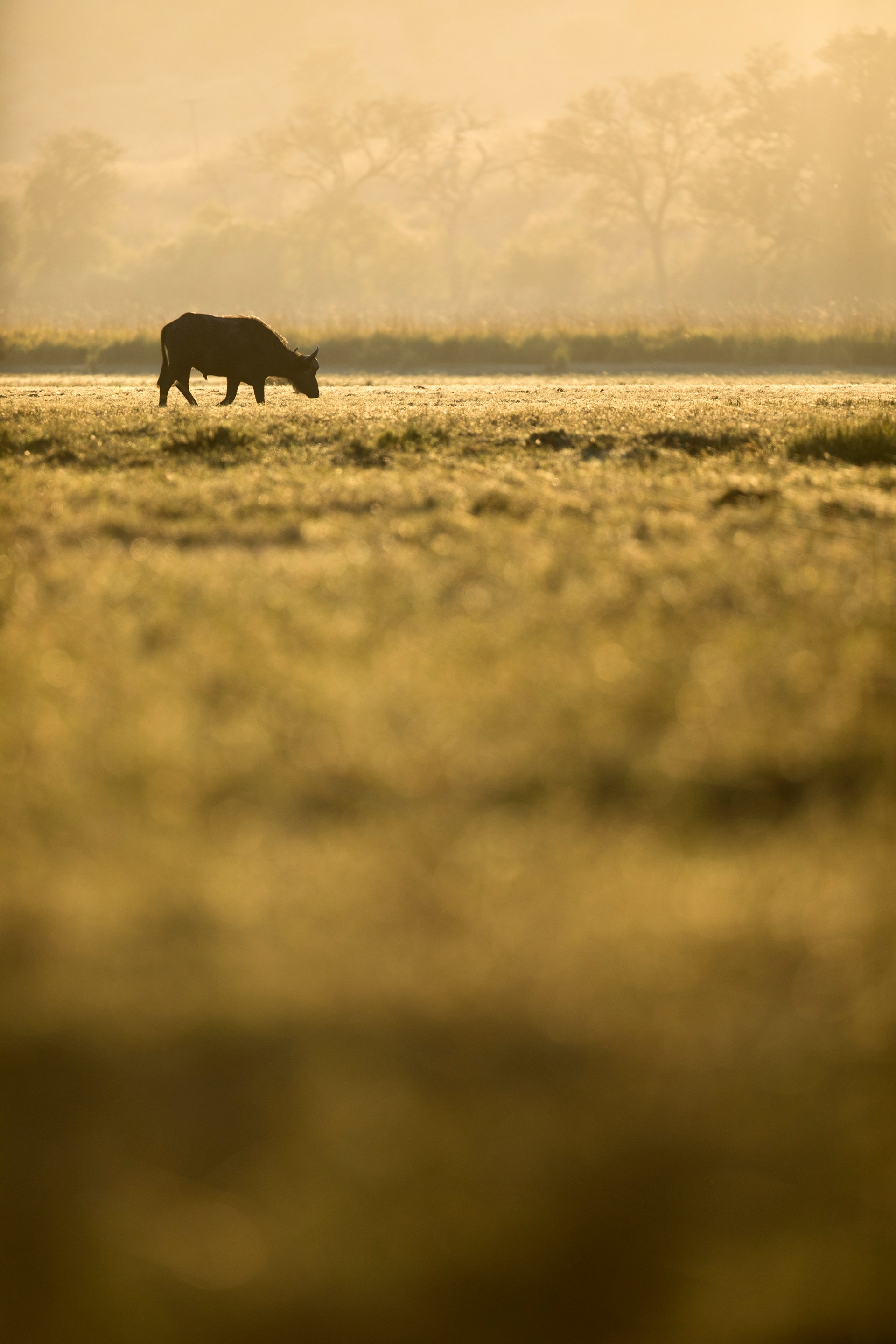 Gnu græsser på åbent felt ved solopgang med gylden baggrund og tåge