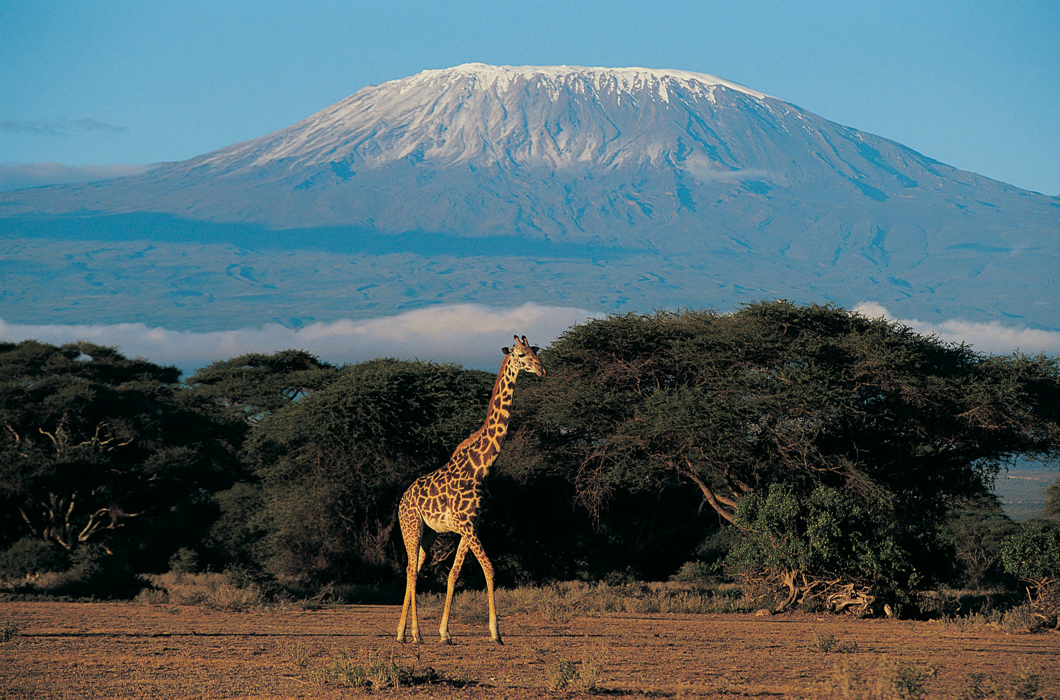 Giraffer står på den afrikanske savanne med Kilimanjaro-bjerget i baggrunden