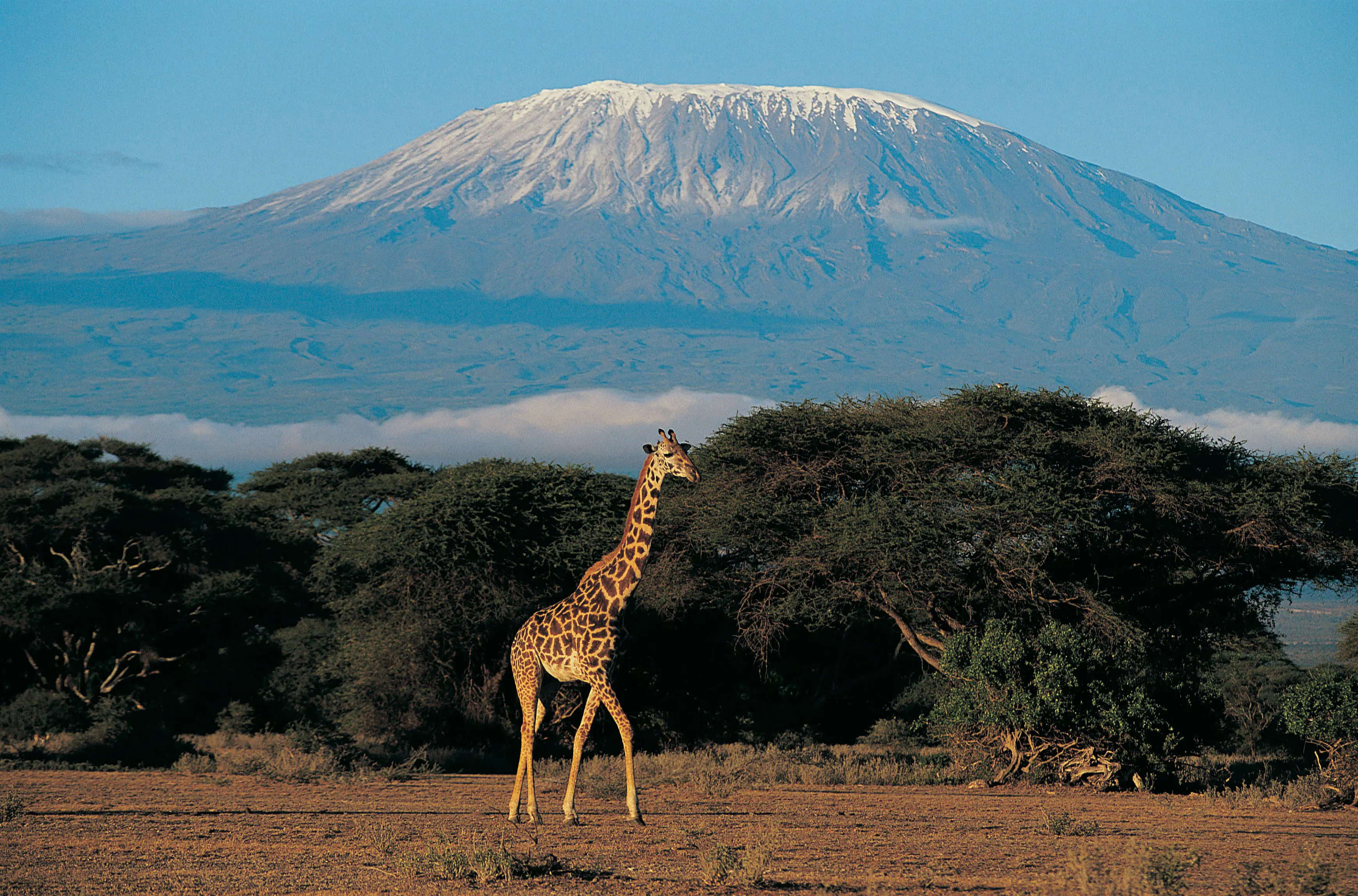 Giraffer står på den afrikanske savanne med Kilimanjaro-bjerget i baggrunden