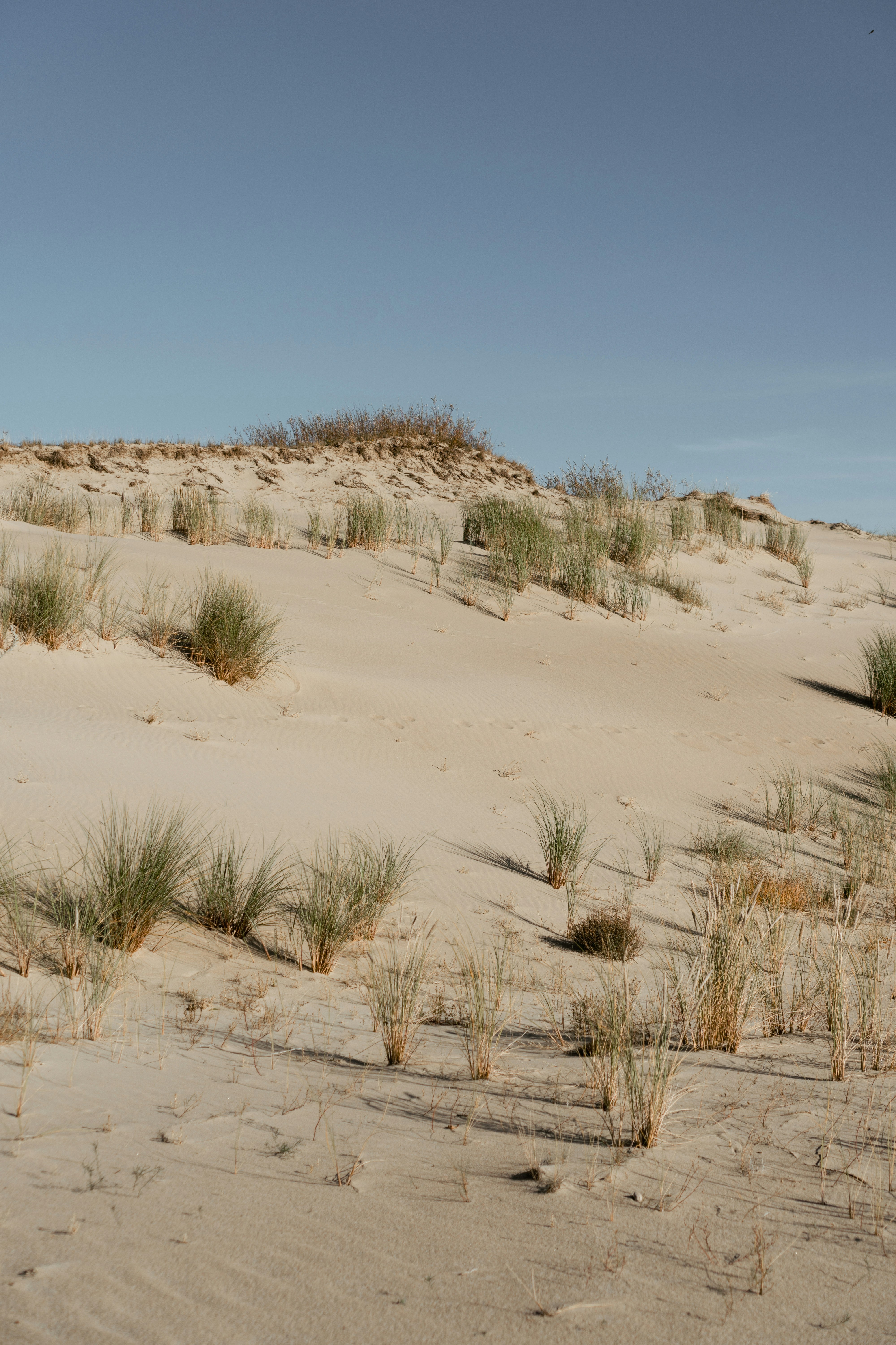 Sandklitter med spredt vegetation under en klar blå himmel