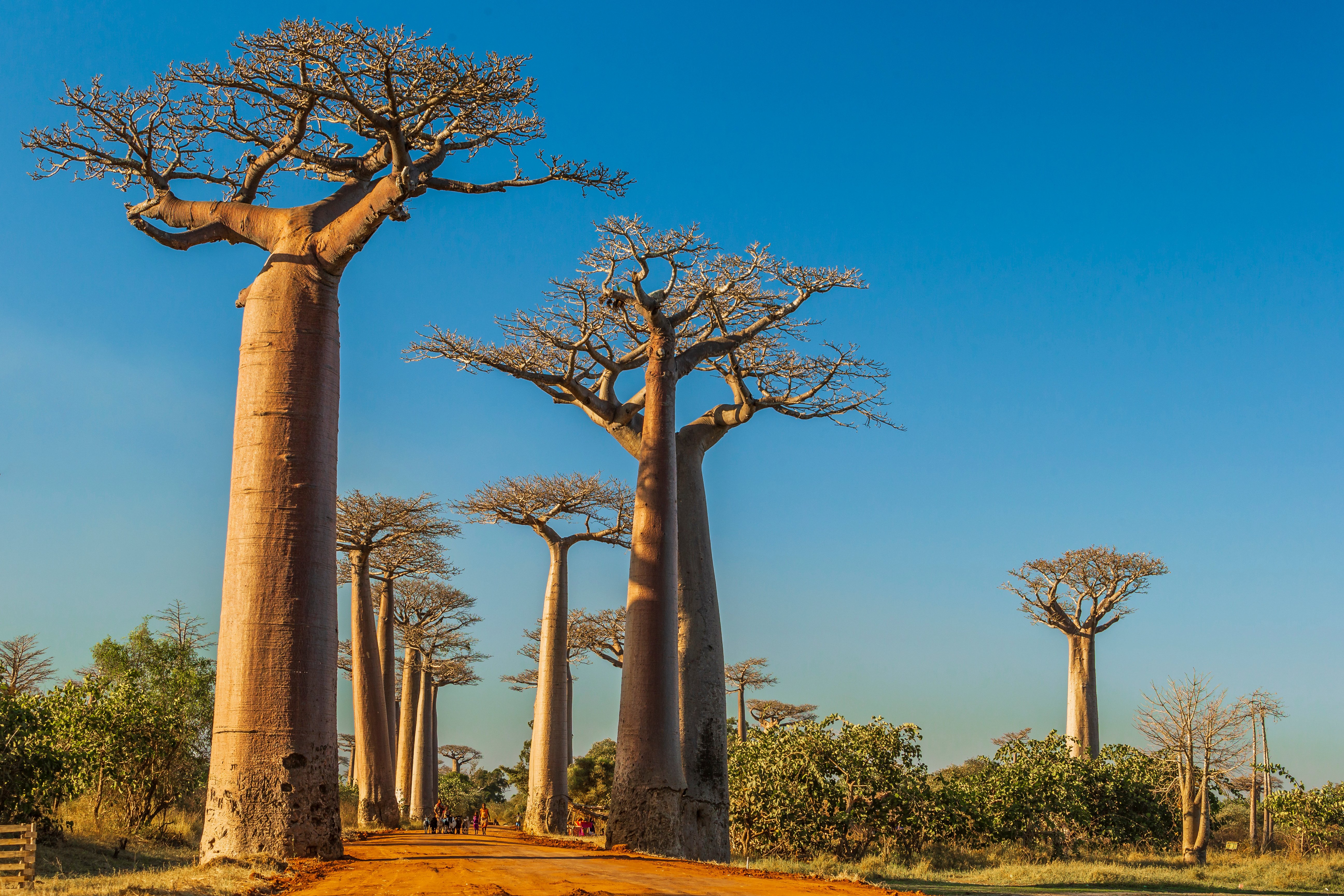 Baobabtræer langs en grusvej under en klar blå himmel i Madagaskar