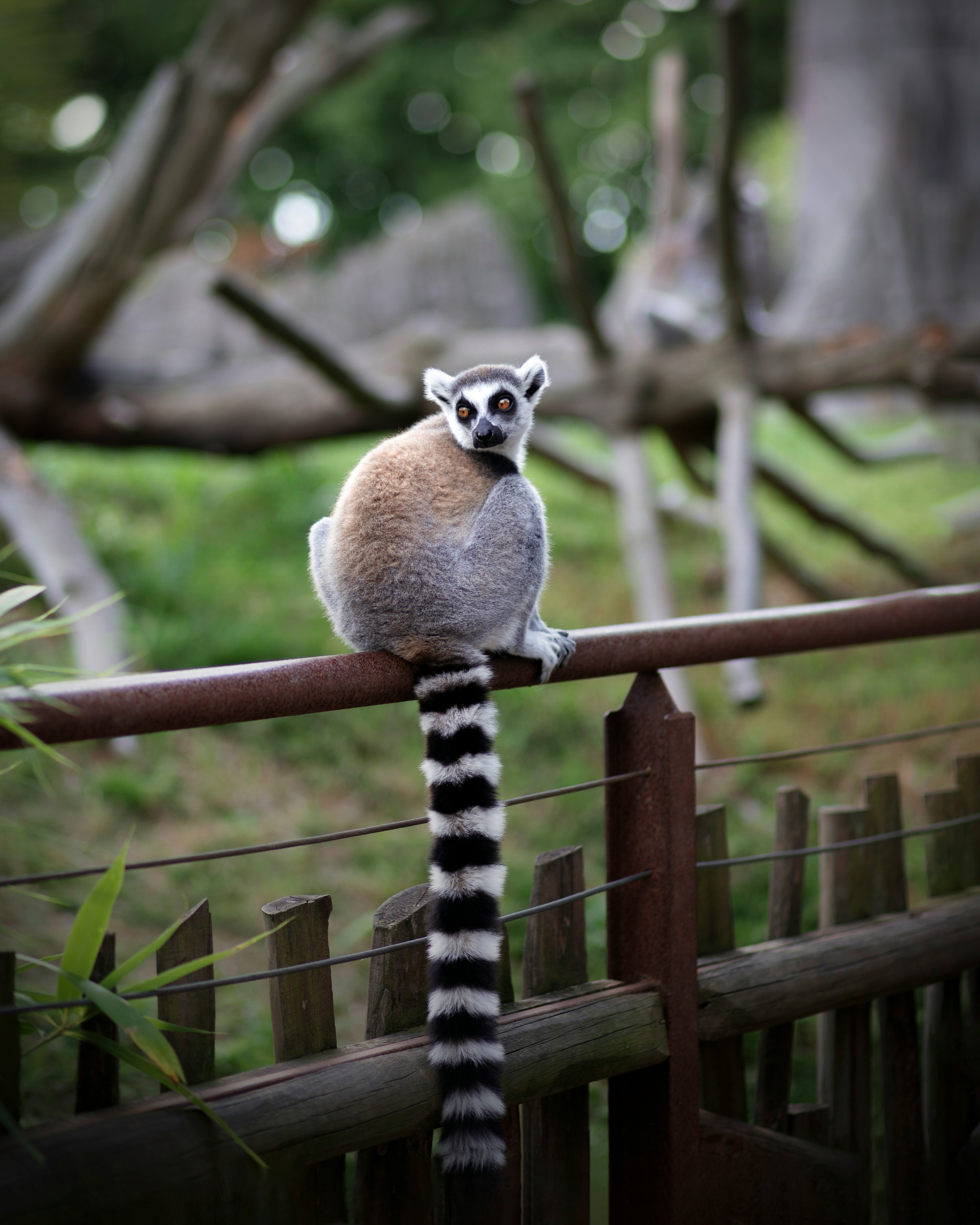 Ringhalet lemur, der sidder på et hegn i en frodig, grøn naturlig habitat