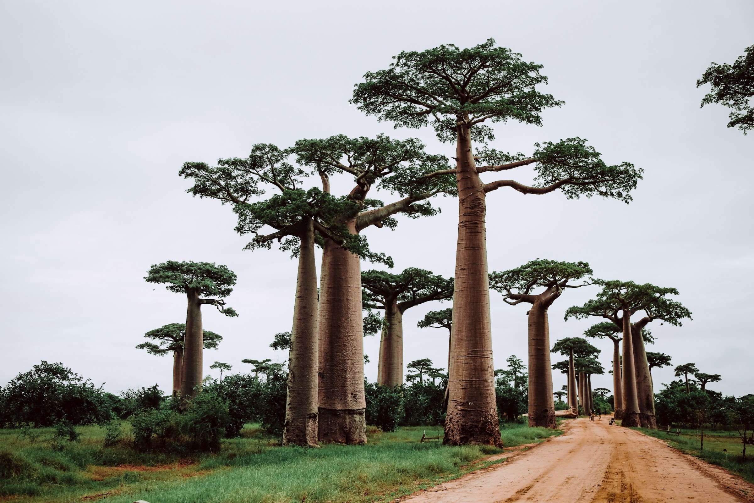Majestætiske baobabtræer langs en grusvej under en skyet himmel på Madagaskars Avenue of the Baobabs