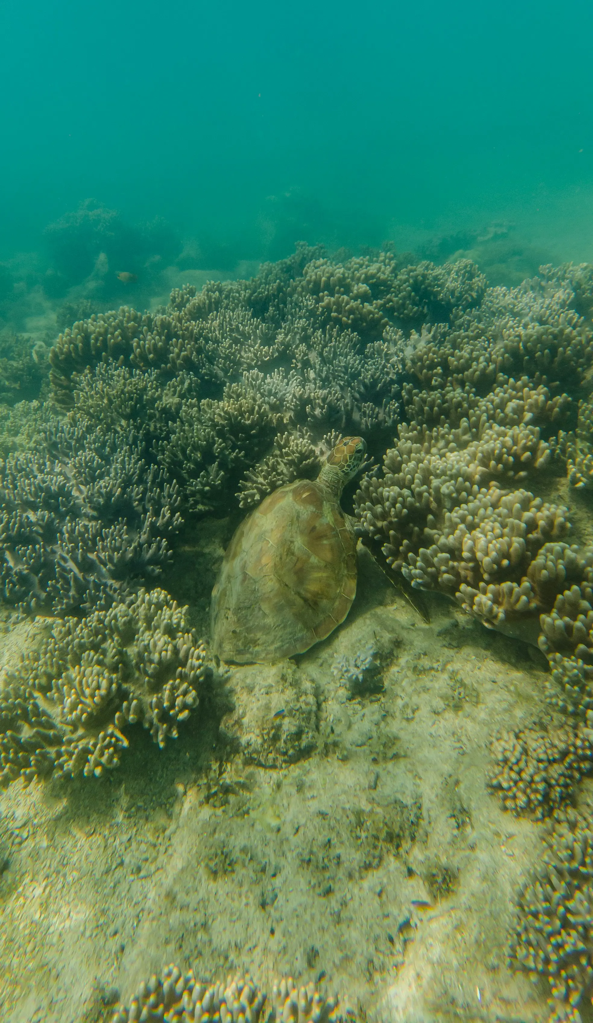 Havskildpadde svømmer blandt farverige koralrev under vandet
