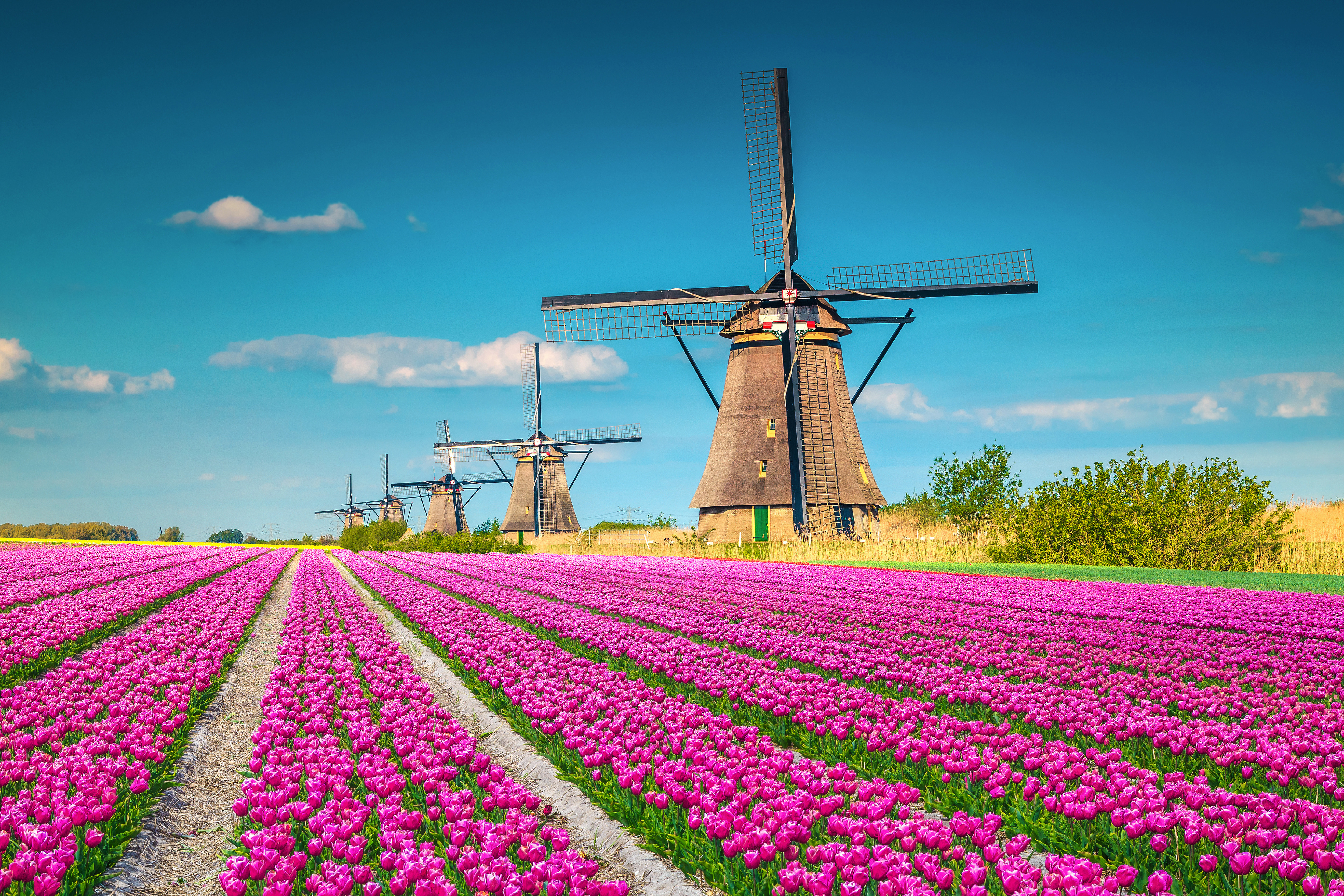 Farverig tulipanmark med traditionelle nederlandske vindmøller under en klar blå himmel i Nederlandene