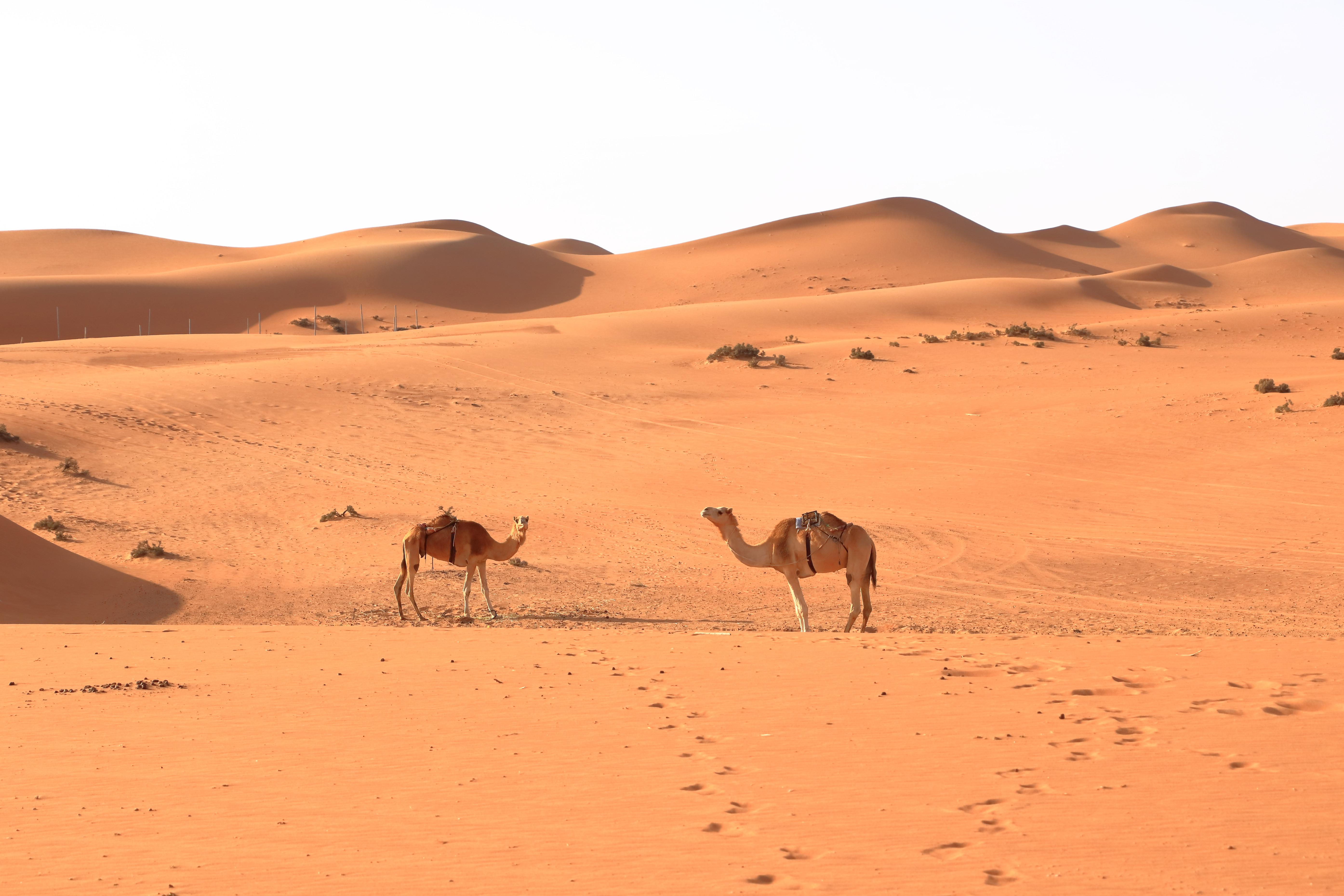 Kameler står på sandklitter i Sahara-ørkenen under en klar himmel
