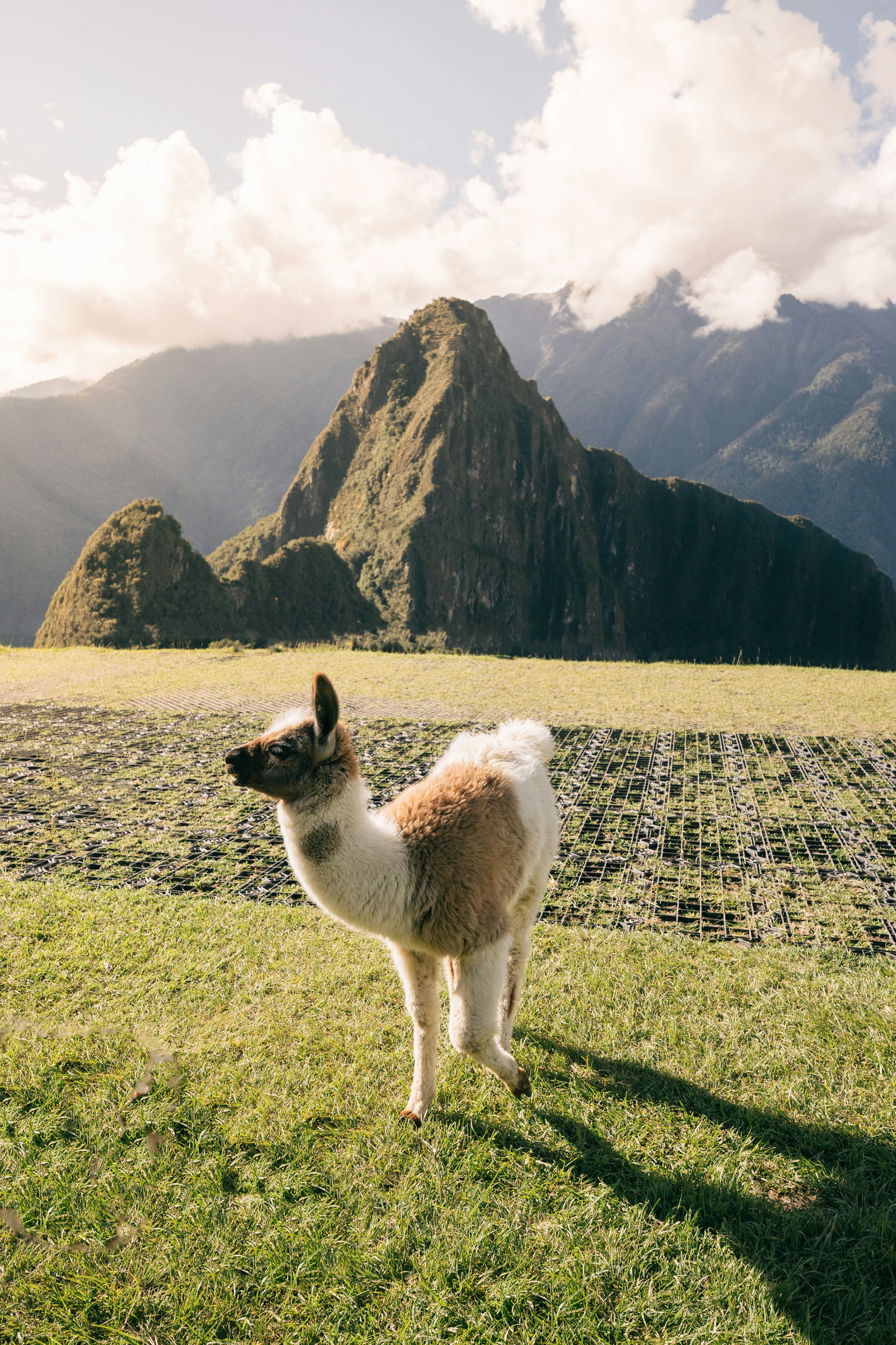 Ung lama, der står på græsterræn med den naturskønne baggrund af Machu Picchu i Peru, under en overskyet himmel