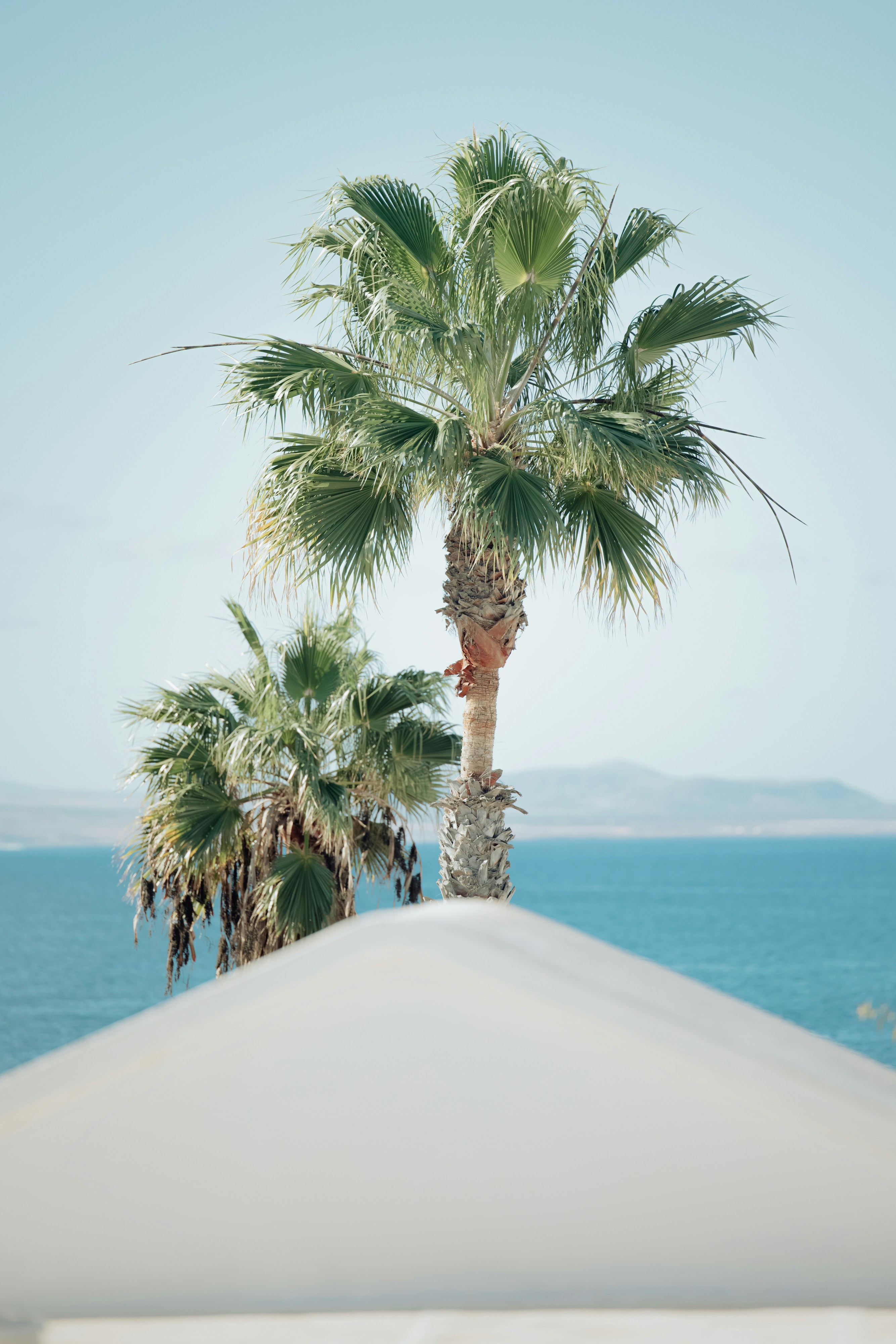 Tropical palm trees with a clear blue ocean and distant mountains, viewed over a white canopy under a bright sky