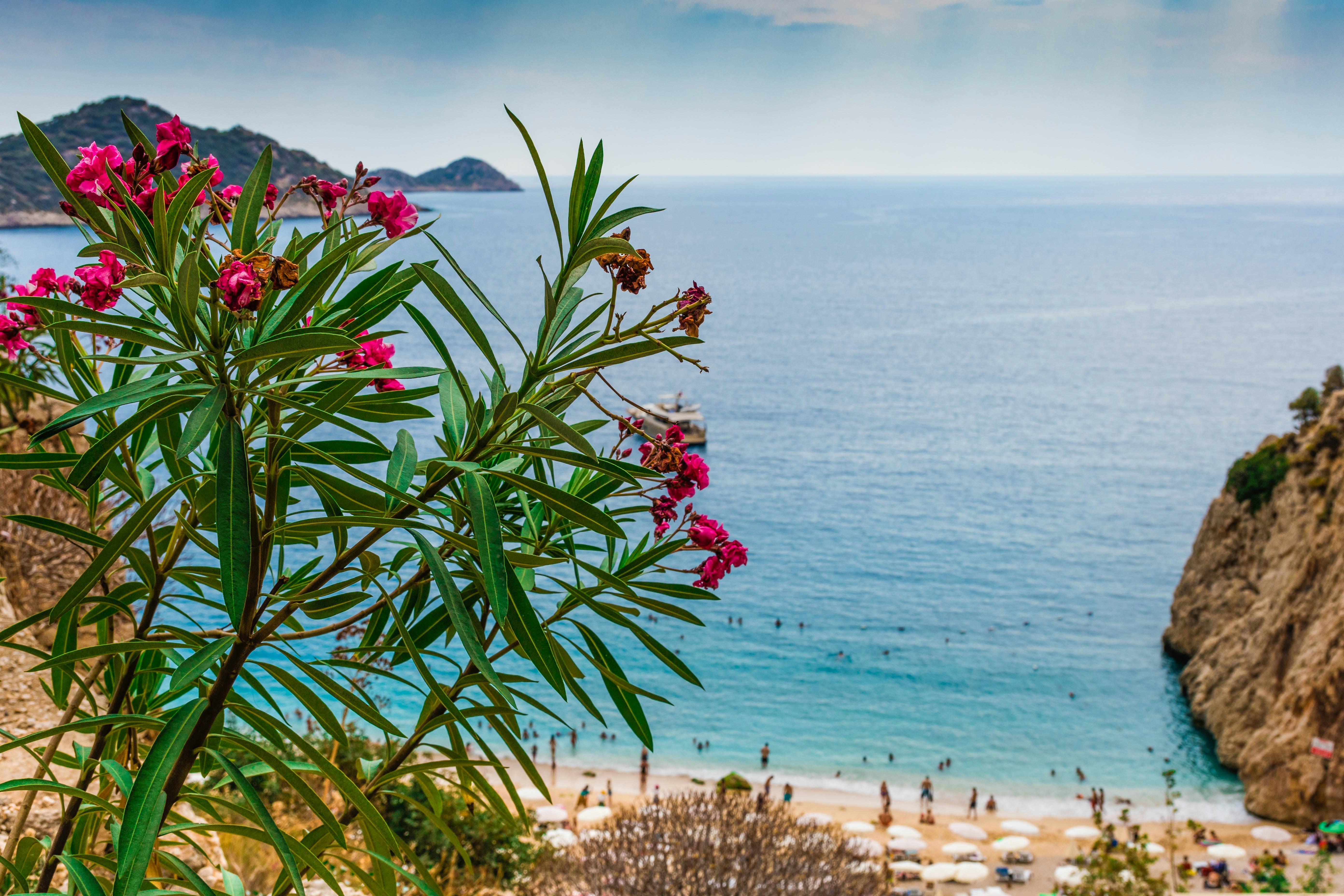 Scenic view of a coastal beach with vibrant pink flowers in the foreground, overlooking a serene blue sea and distant hills.