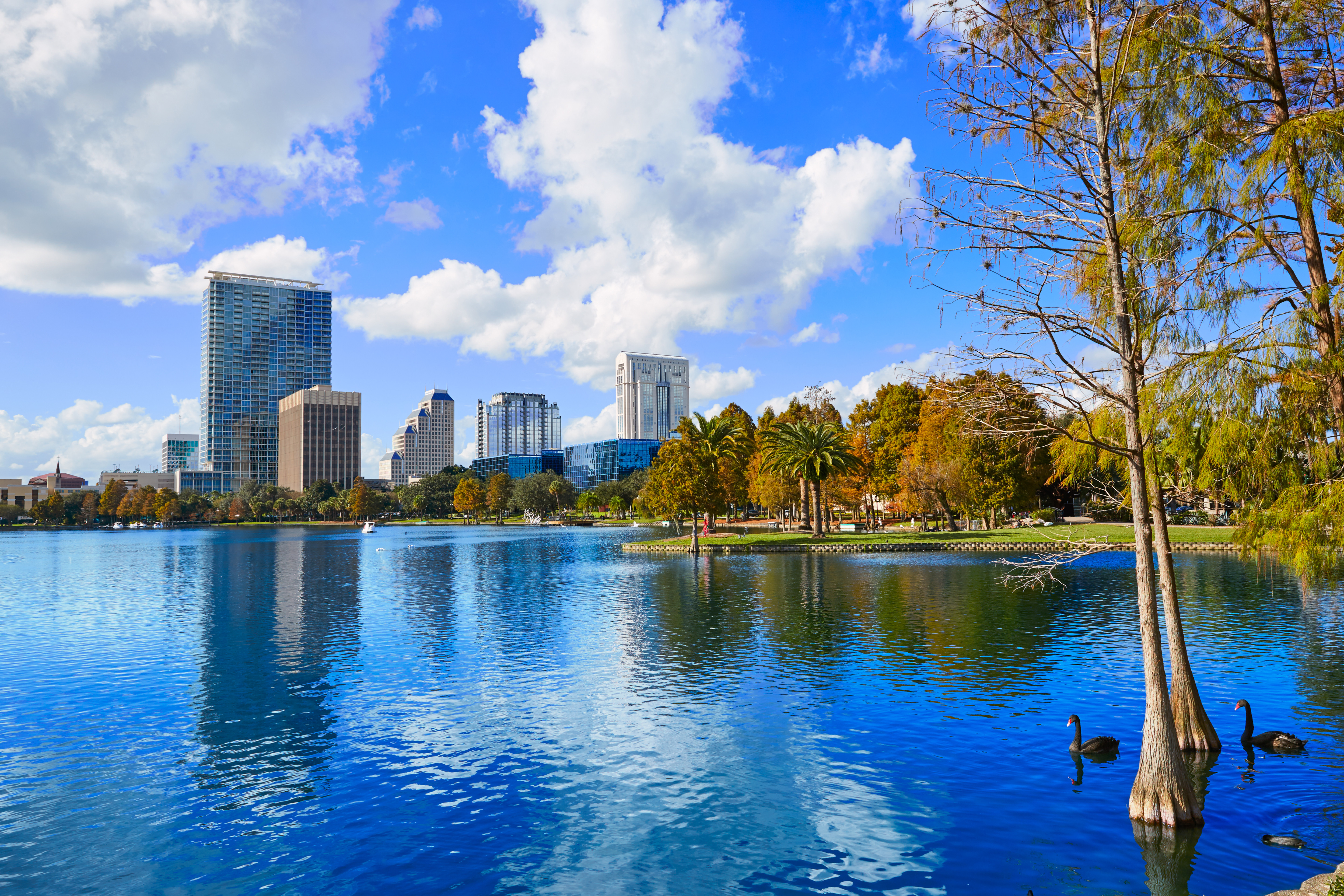Orlando skyline med skyskrabere, der spejler sig i Lake Eola på en solskinsdag, med palmetræer og sorte svaner i forgrunden