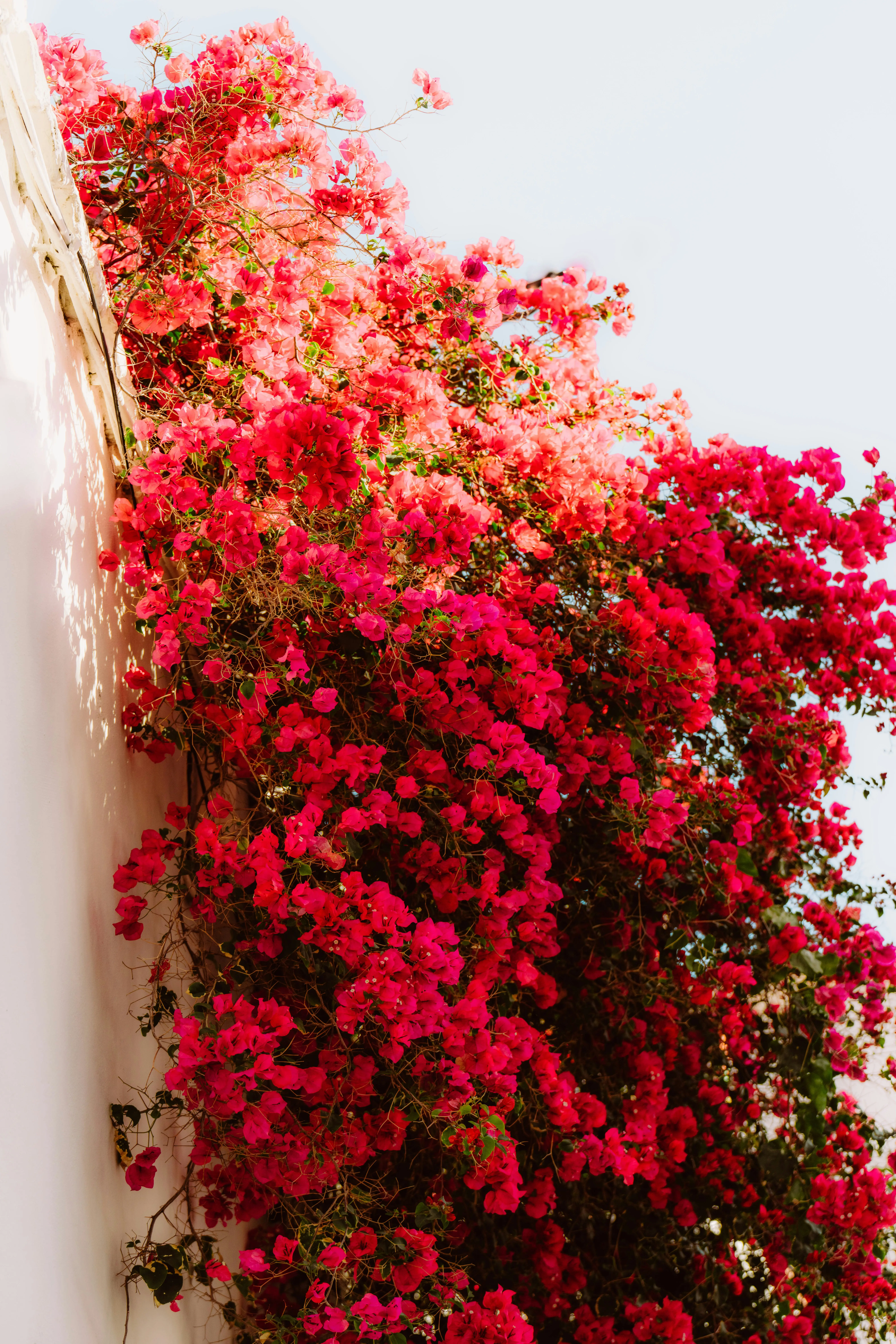 Vibrante bougainvillea-blomster, der flyder ned over en hvid væg, skaber en iøjnefaldende kontrast under det klare sollys